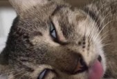 猫之城猫咪教父合成方法是什么？合成步骤详解？
