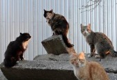 乐趣无限，抓住流浪猫的游戏攻略（享受捉迷藏）