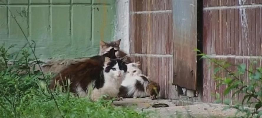 乐趣无限，抓住流浪猫的游戏攻略（享受捉迷藏）  第2张
