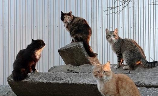 乐趣无限，抓住流浪猫的游戏攻略（享受捉迷藏）  第1张