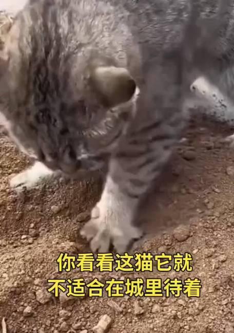 乐趣无限，抓住流浪猫的游戏攻略（享受捉迷藏）  第3张