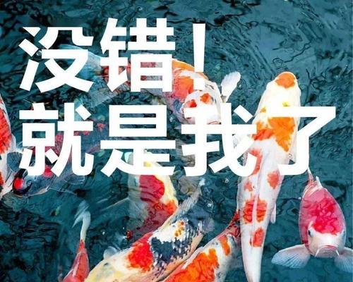 揭秘最流行鱼塘套路（以这片鱼塘我承包了为例）  第2张